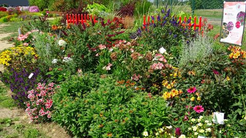 Parmi les thématiques 2021, les visiteurs des Summer Trials pourront trouver des plantes pour floraison en fin d’été. ©VH 